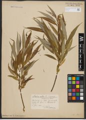 Foto von Salix alba L.